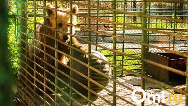 В Большереченском зоопарке показали медведей, готовящихся к спячке
