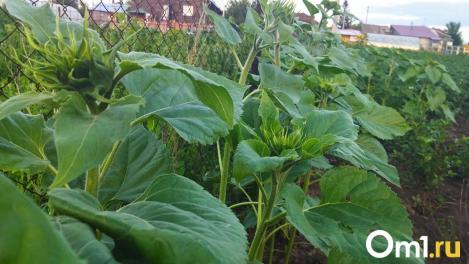 В Омской области из-за опасных вредителей установили 10 карантинных зон