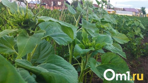 В Омской области из-за опасных вредителей установили 10 карантинных зон