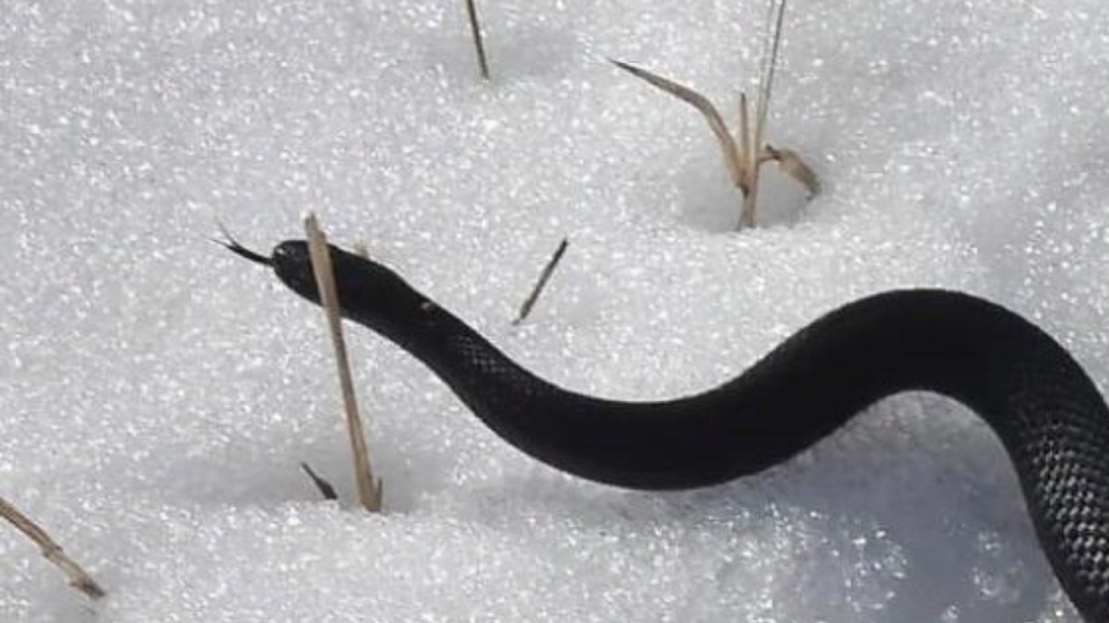 В Новосибирской области ядовитые чёрные змеи вышли из зимней спячки