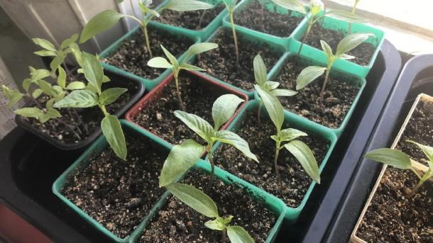 Как спасти кабачки в июле: простой лайфхак для богатого урожая