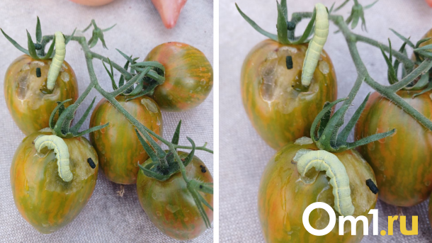 «Едят томаты, перцы»: жуткие насекомые угрожают урожаю омичей