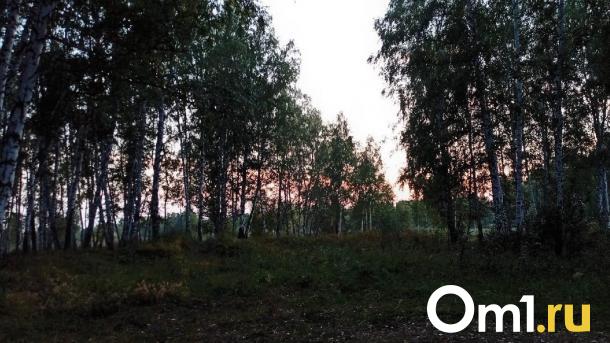 В Омской области 80-летняя пенсионерка провела ночь посреди леса