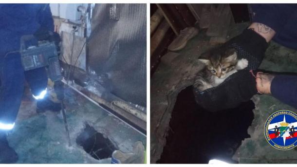 Угодившего в западню котёнка спасли новосибирцы