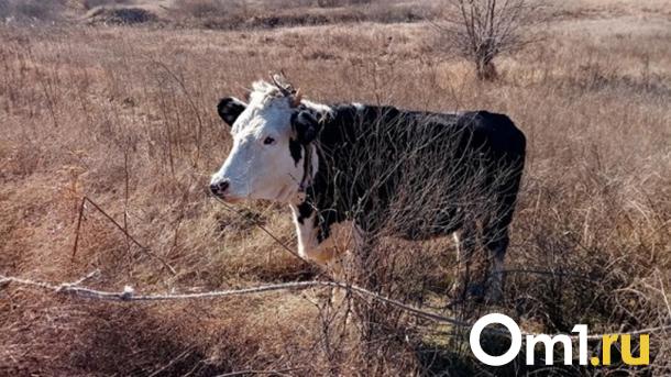 Карантин ввели в Омской области из-за инфекции, которая вызывает опухоли