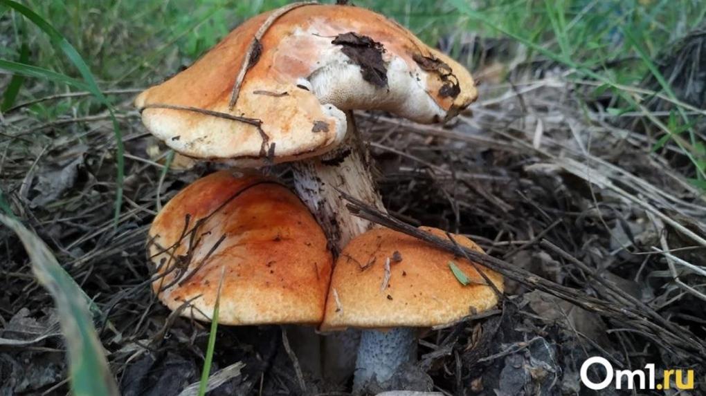 Омичи раскрыли секреты, где вёдрами собирают грибы