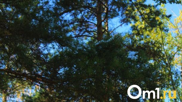 В Омской области из-за опасных насекомых в двух районах ввели карантин