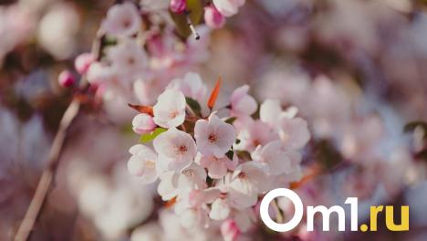 На Омскую область движется мощное потепление