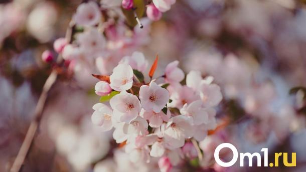 На Омскую область движется мощное потепление