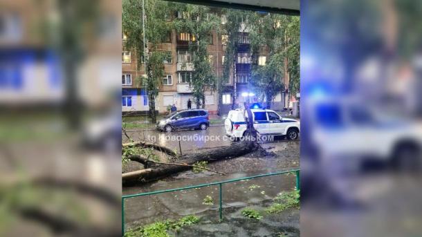 Два дерева рухнули на мужчину в Новосибирске: случайные прохожие спасли жизнь