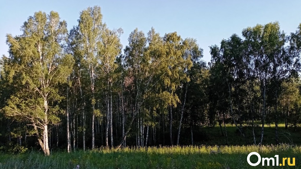 В Лесхозе сообщили, что не станут убирать свалку в лесу у села Подгородка под Омском