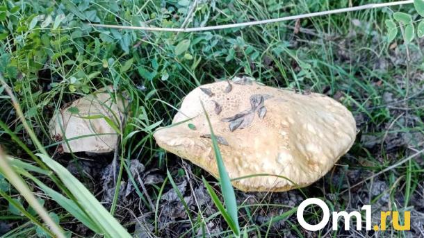На севере Омской области нашли очень редкие и необычные грибы