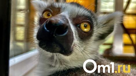 Новосибирский зоопарк начал работать по новому расписанию