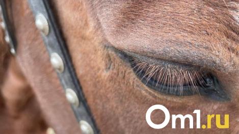 Новосибирцы боятся ругать скотину 27 марта: запреты, которые могут изменить судьбу