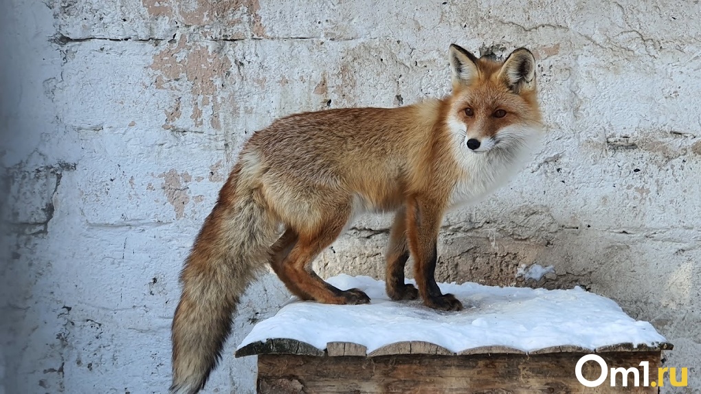 В селе под Омском местных жителей напугала лисица