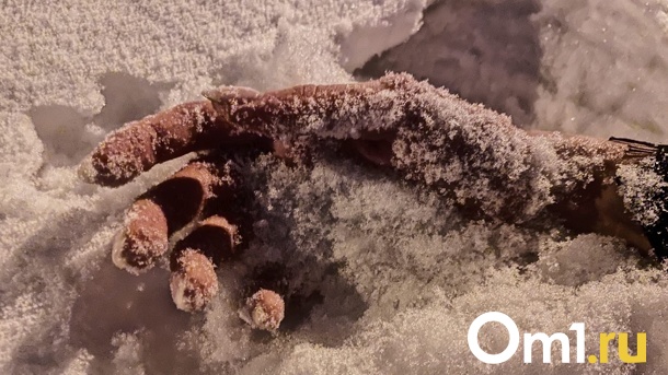 Трупы под окнами многоэтажек. В Омске нашли тела трёх молодых мужчин