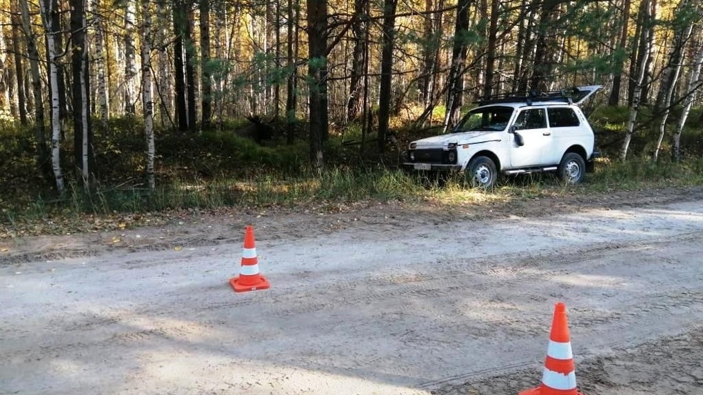 Водитель внедорожника столкнулся с громадной опасностью на осенней лесной дороге под Омском — ФОТО