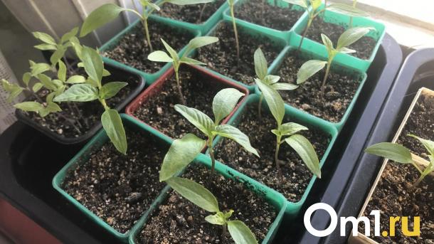 В Омске откроются садоводческие ярмарки на четырех муниципальных рынках