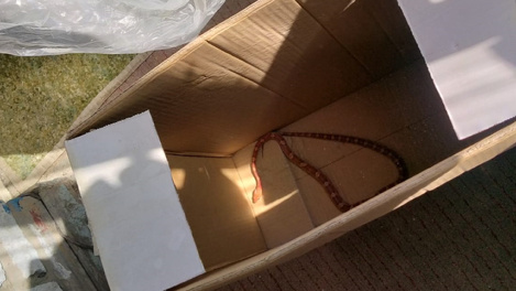 Красная змея заползла на балкон пятиэтажки и напугала новосибирцев