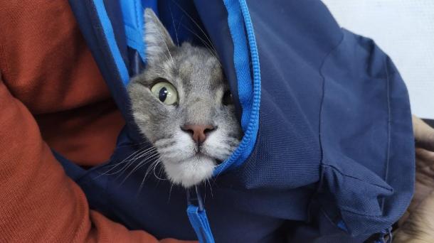 Кошка Грейс, спасённая в зоне СВО, ищет дом