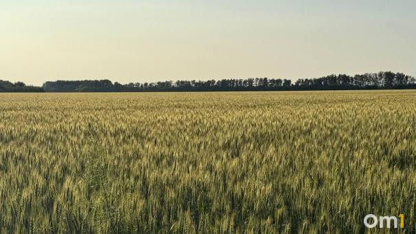 В Омской области стартовала уборочная кампания