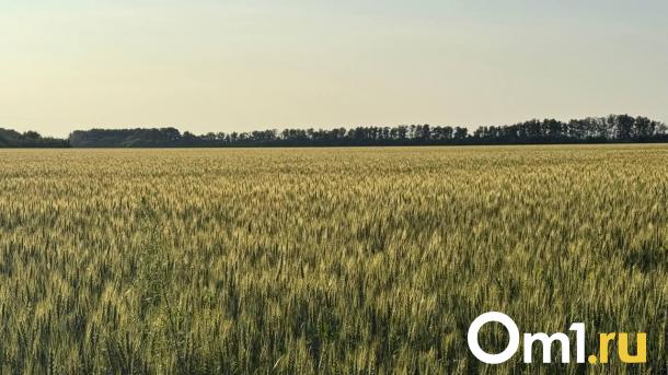В Омской области стартовала уборочная кампания