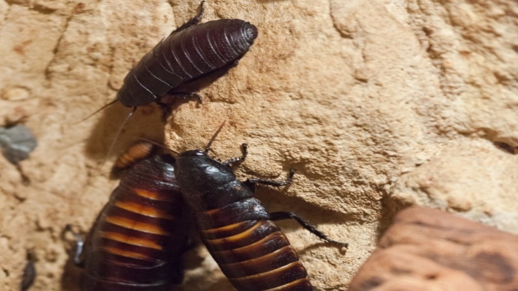 Новосибирцы подозревают дезинсекторов в разносе тараканов по домам