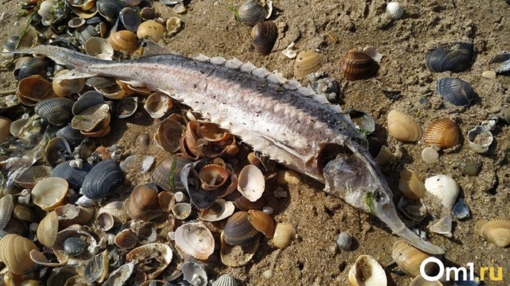 Причину массовой гибели рыбы в одном из озёр Новосибирской области назвали эксперты