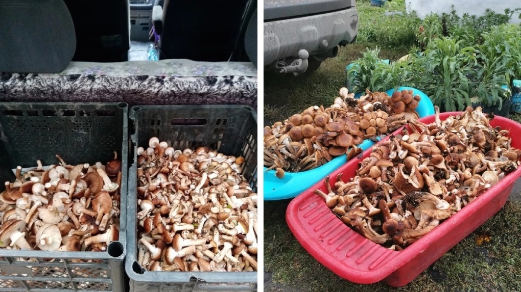Какие грибы любят холода, рассказал новосибирский миколог
