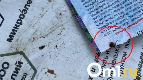 Количество укушенных клещами новосибирцев за неделю побило прошлогодний показатель аналогичного периода