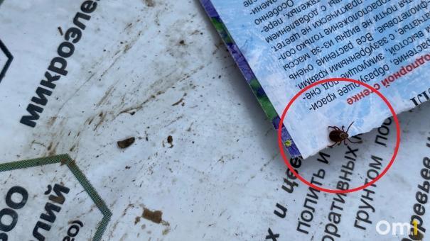 Количество укушенных клещами новосибирцев за неделю побило прошлогодний показатель аналогичного периода