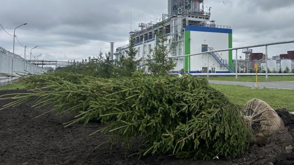 На территории «Омского каучука» высадили новую еловую аллею