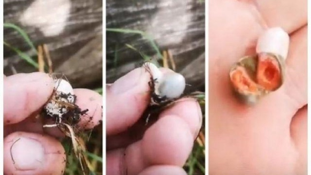 Необычный гриб с яйцами нашёл новосибирец