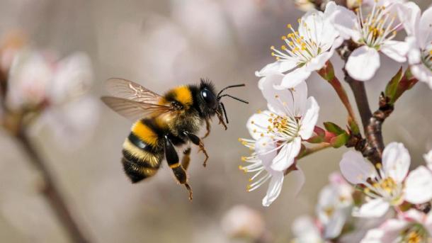 Редкий шмель-кукушка, занесённый в Красную книгу, обнаружен в Подмосковье