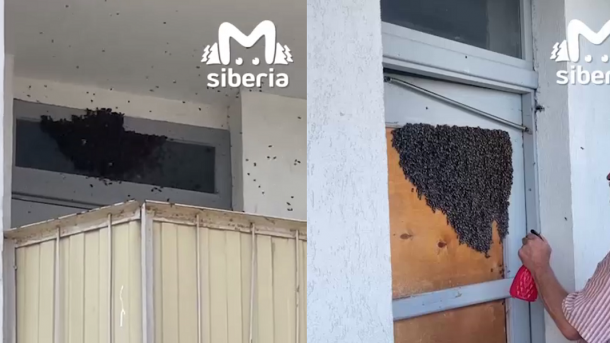 Пчелиный рой заблокировал подъезд в Новосибирске: пчеловод спас жителей