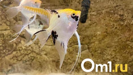 Омич поймал рыбу с невероятным хвостом