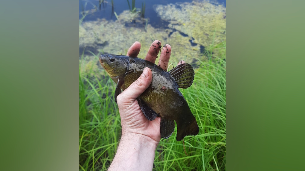 Новосибирец поймал в местном водоёме редкую рыбу