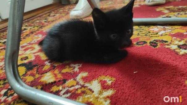 В Омске из машины достали крошечного котёнка