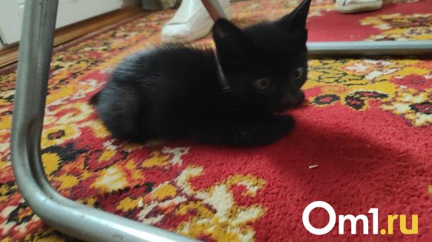 В Омске из машины достали крошечного котёнка