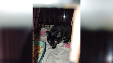 «Выбросили на улицу»: слепой котёнок несколько дней сидел у дороги в Новосибирске