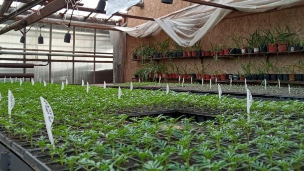 В Омске уже начали подготовку к цветочной выставке «Флора»