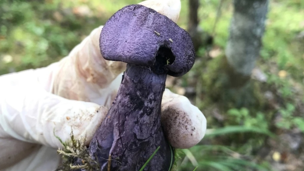 В Новосибирской области нашли краснокнижный фиолетовый гриб