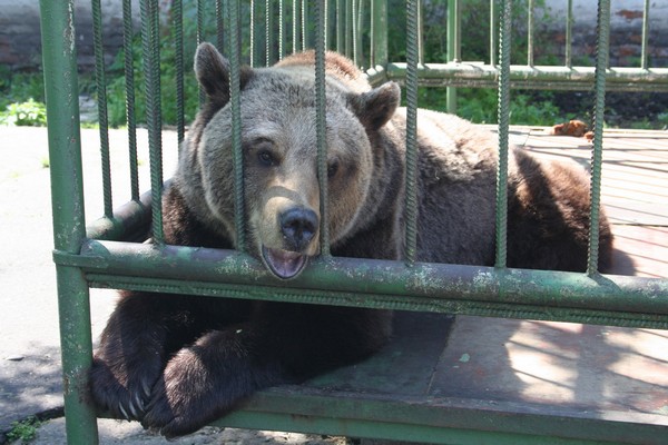 Омич больше года держал медведицу в своем дворе, а теперь ищет ей дом
