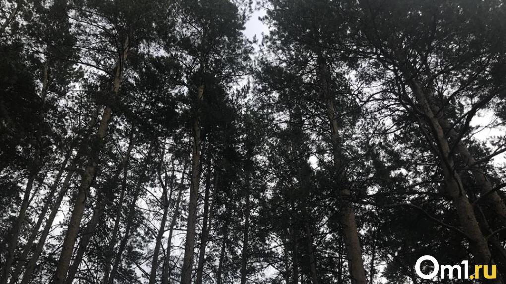 Более тысячи деревьев порекомендовали спилить в новосибирском парке