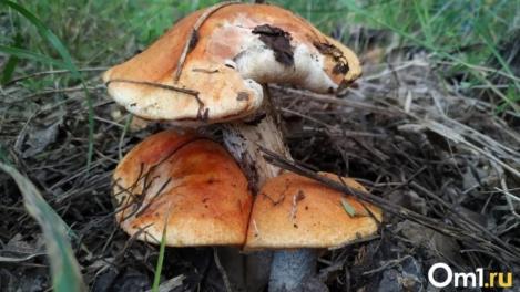 Грибной сезон в Новосибирске — 2024: когда начинается, где собирать — секреты от любителей «тихой охоты»