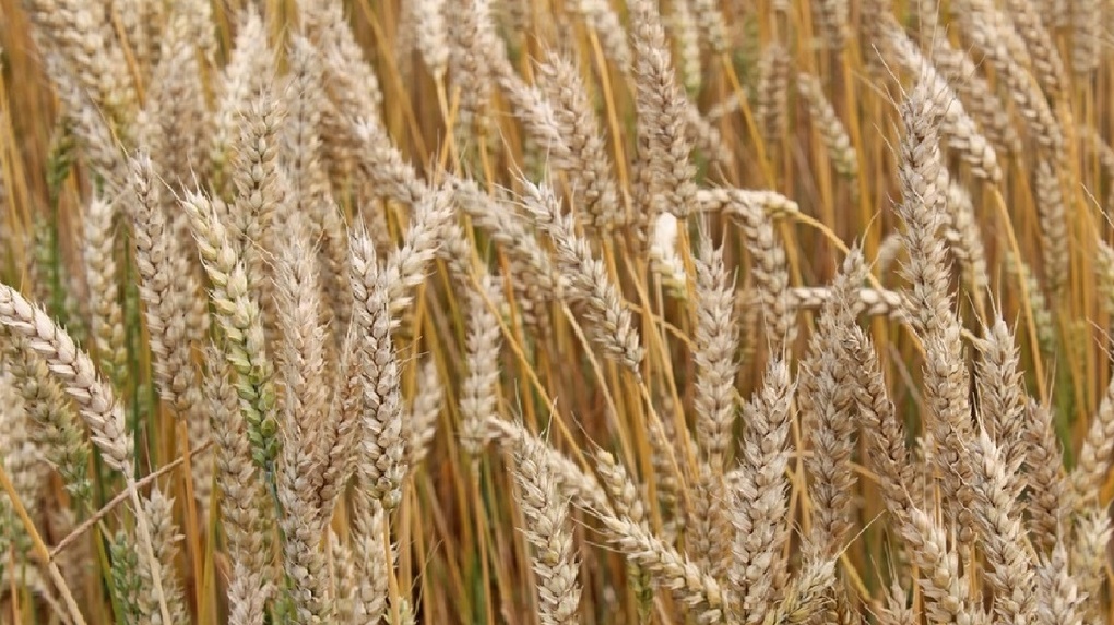 Омичи вырастили 7 новых сортов пшеницы, ячменя и сои