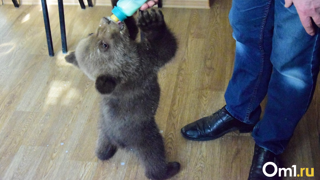 В Новосибирской области жители нашли трёхмесячного медвежонка