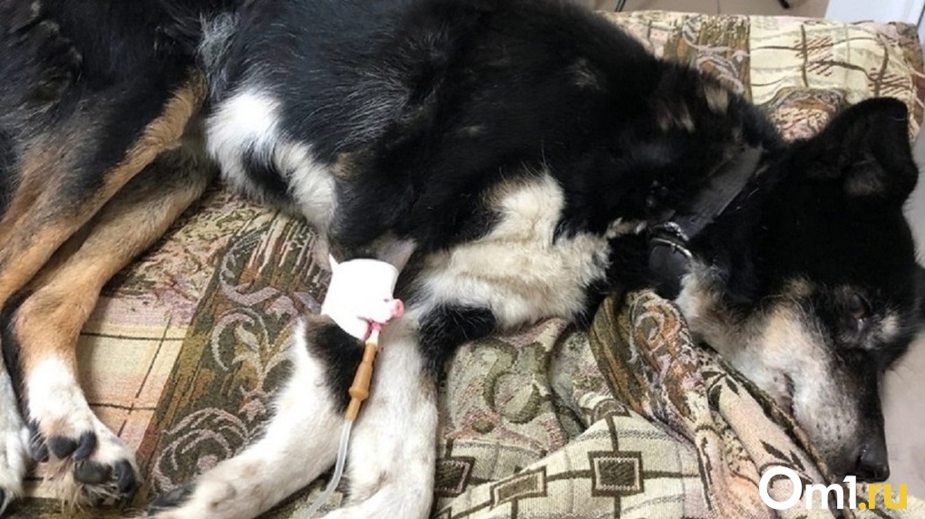 История спасения омской собаки, которую бросили умирать на дороге, получила счастливое продолжение