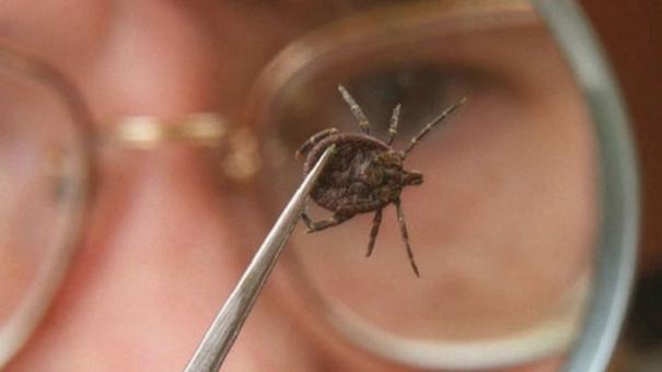 В два раза увеличилась заболеваемость клещевым энцефалитом в Новосибирской области