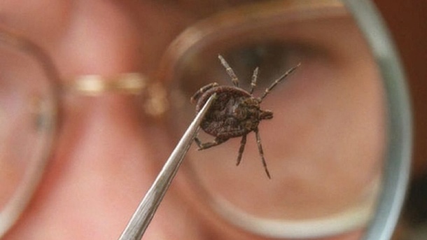 В два раза увеличилась заболеваемость клещевым энцефалитом в Новосибирской области